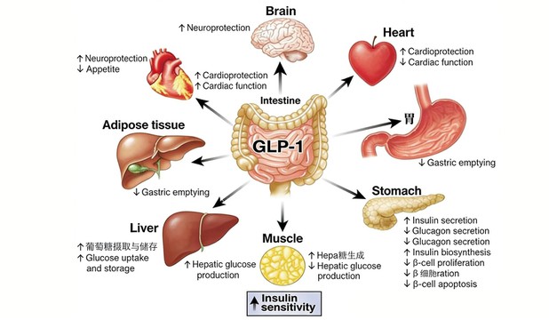 20-304 powder A 20-304 powder A